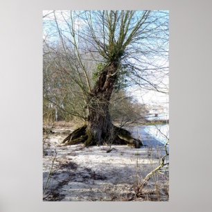 Alter Baum am Flussufer Poster