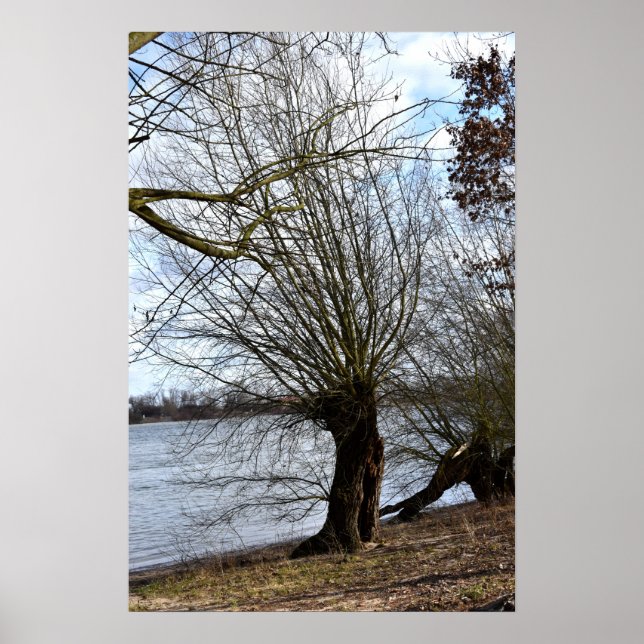 Alter Baum am Flussufer Poster (Vorne)