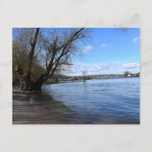 Alter Baum am Flussufer von Nierstein in Deutschla Postkarte