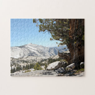 Alter Baum an Yosemite Nationalpark