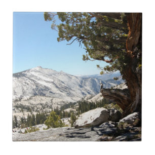 Alter Baum an Yosemite Nationalpark Fliese