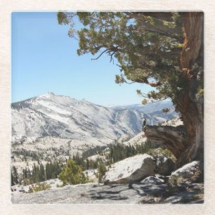 Alter Baum an Yosemite Nationalpark Glasuntersetzer