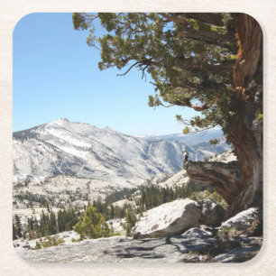 Alter Baum an Yosemite Nationalpark Rechteckiger Pappuntersetzer
