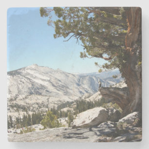 Alter Baum an Yosemite Nationalpark Steinuntersetzer