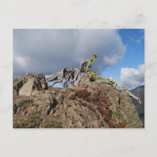 alter Baum auf dem Berg Postkarte