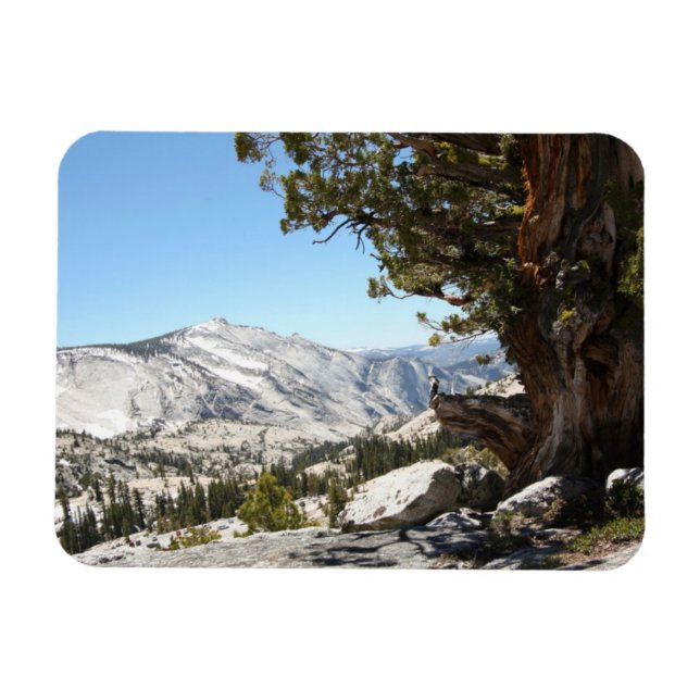 Alter Baum im Yosemite Nationalpark Magnet (Horizontal)
