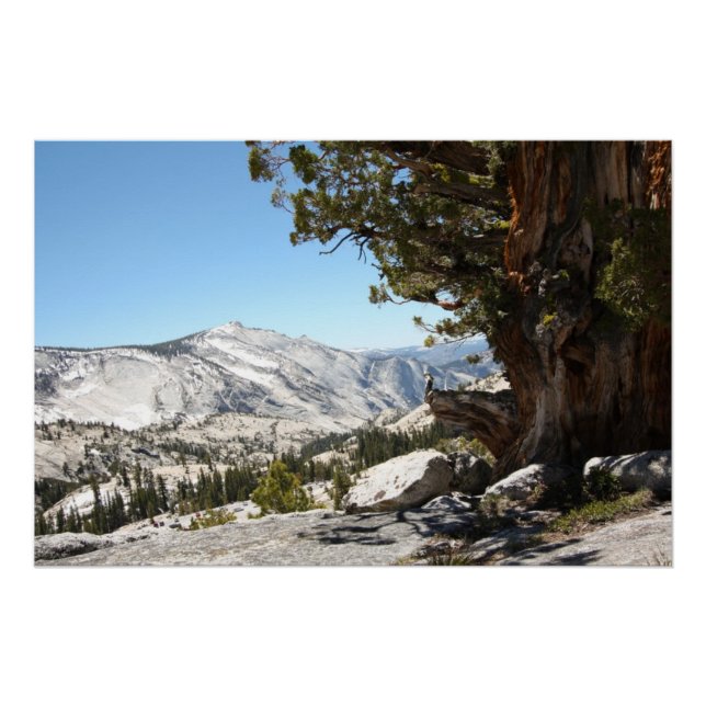 Alter Baum im Yosemite Nationalpark Poster (Vorderseite)