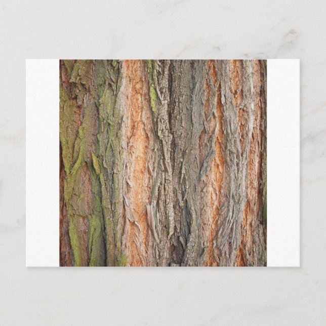 alter Baum Postkarte (Vorderseite)