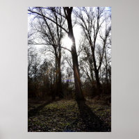 Alter Baum, Wintersonne