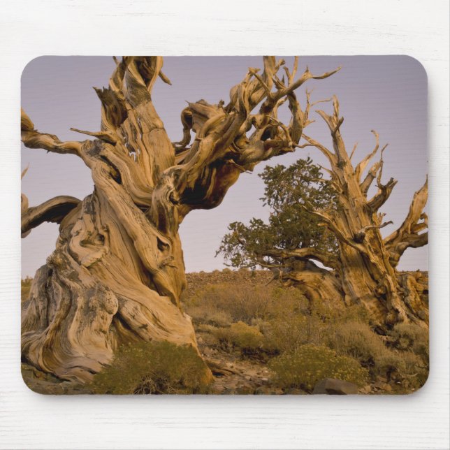 Alter Bristlecone-Wald, Weiße Berge, CA Mousepad (Vorne)