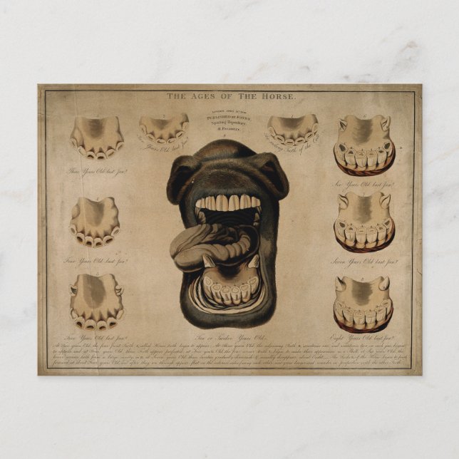 Alter der Mundhölzern des Pferdes Etching Aquarell Postkarte (Vorderseite)
