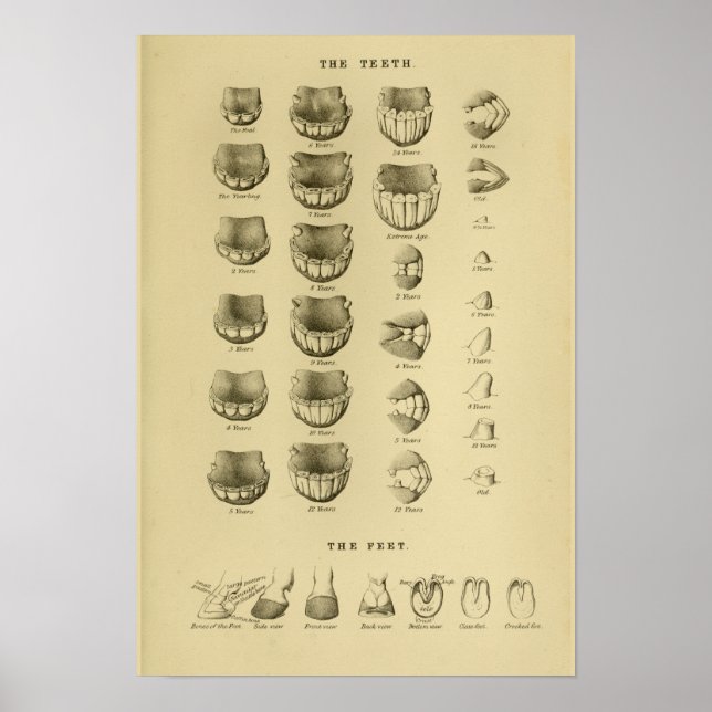Alter des Pferdes nach Zähne Diagramm Zahnanatomie Poster (Vorne)