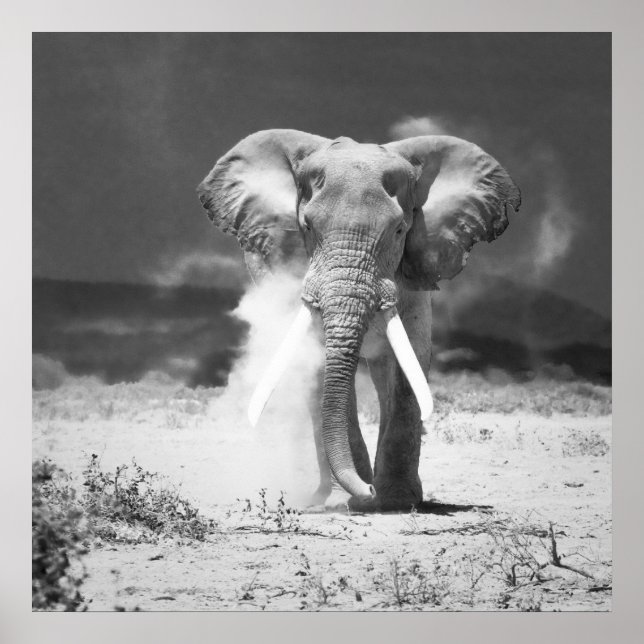 Alter Elefant Poster (Vorne)