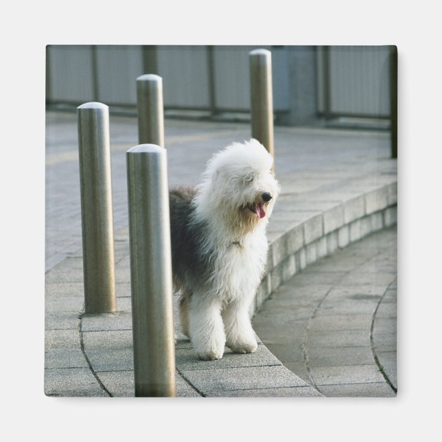 Alter englischer Schafhund 2 Magnet (Vorne)