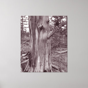 Alter gewitterter Pine Tree Trunk Leinwanddruck