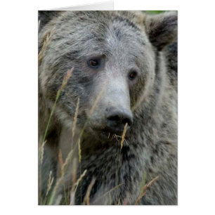 Alter Grizzy Bär