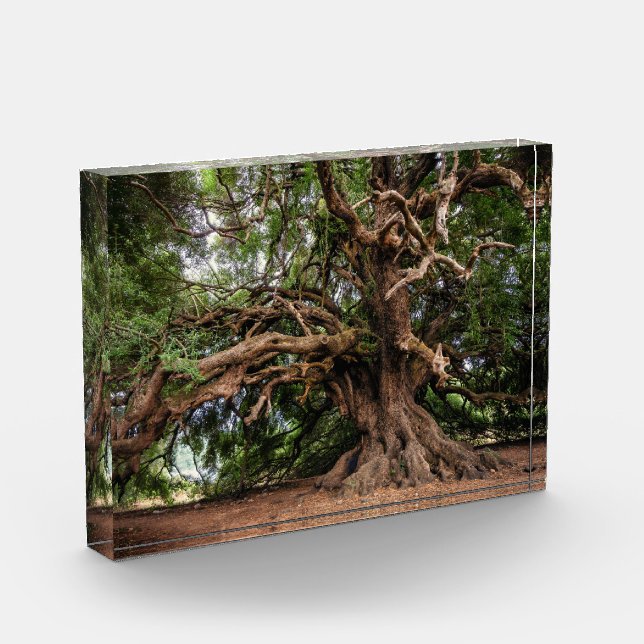 Alter Olivenbaum rustikal Fotoblock (Links)