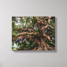Alter Olivenbaum rustikal Leinwanddruck