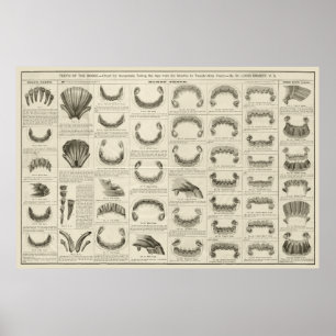 Alter von Pferd nach Zähne Diagramm Anatomie Poste Poster