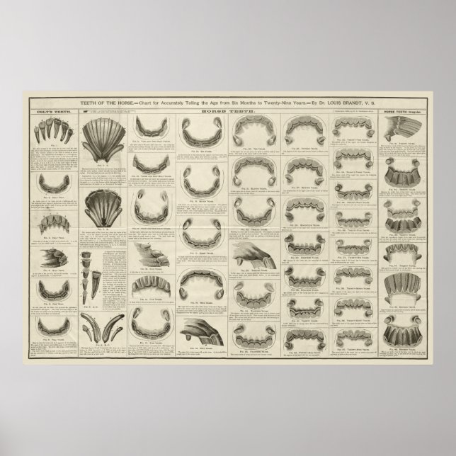 Alter von Pferd nach Zähne Diagramm Anatomie Poste Poster (Vorne)