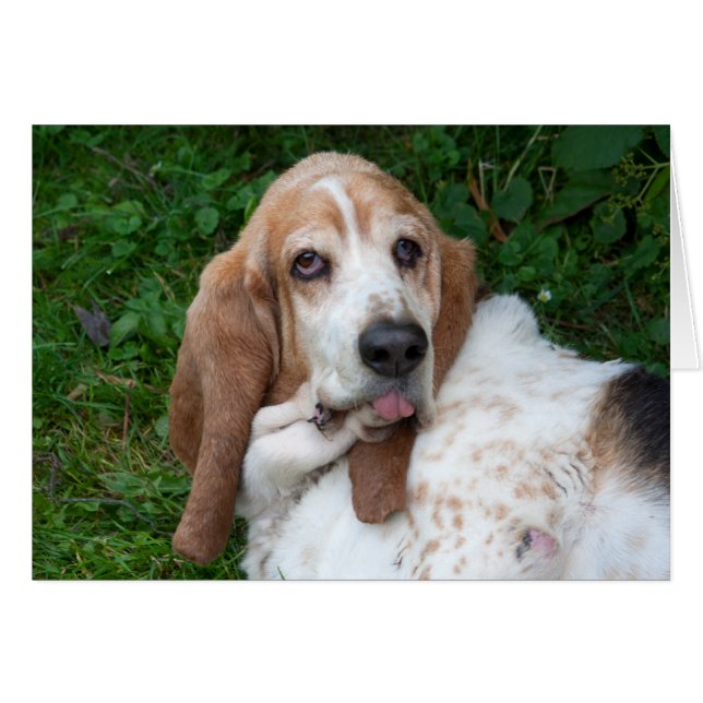 Ältere Basset (Vorderseite (Horizontal))