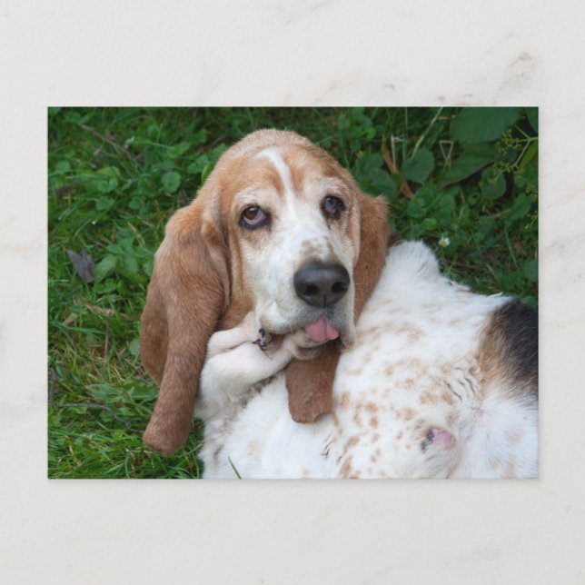 Ältere Basset Postkarte (Vorderseite)