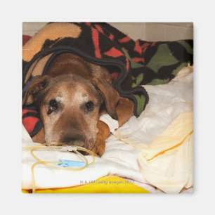 älterer Hund in der Intensivstation mit a Magnet