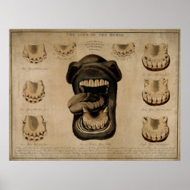 Älteres Pferd Mouth Zähne alt Ätzen Wasserfarbe Poster