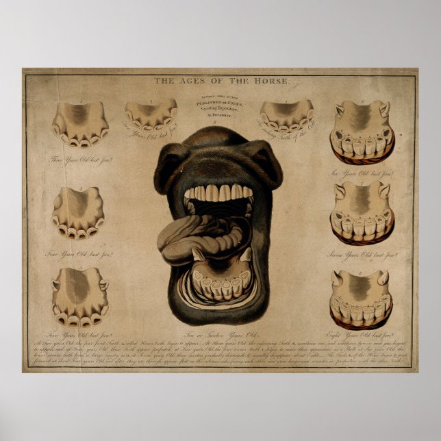 Älteres Pferd Mouth Zähne alt Ätzen Wasserfarbe Poster (Vorne)