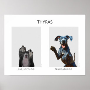 Alternder personalisierter Deutsche Dogge Poster
