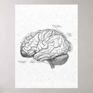 Altes Anatomie Gehirn Vintage Poster