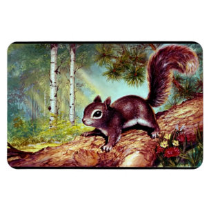 Altes Antikes Vintage Eichhörnchen Bild Magnet
