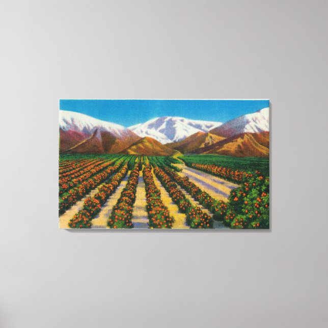 Altes Baldy-Gebirge aus den Orange Groves Leinwanddruck (Vorderseite)