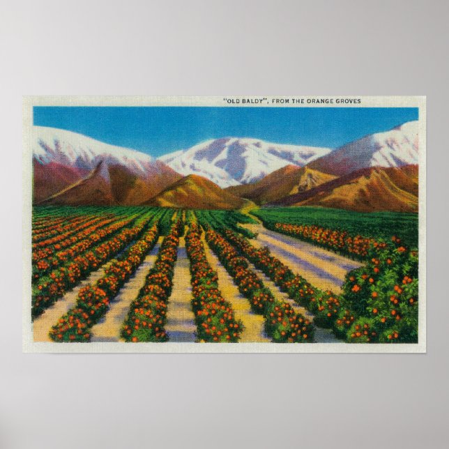 Altes Baldy-Gebirge aus den Orange Groves Poster (Vorne)