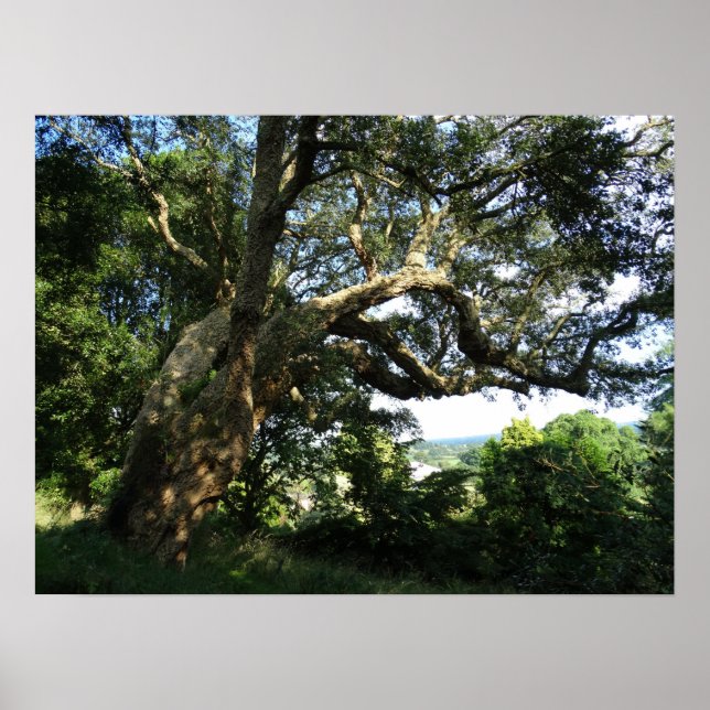 Altes Baumbestand Foto Value Poster Paper (Matte) (Vorne)