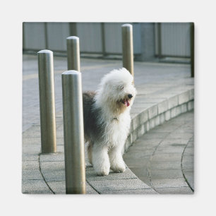 Altes englisches Schäferhund2 Magnet