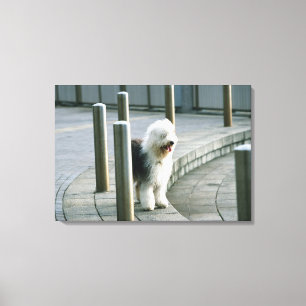 Altes englisches Schäferhund Leinwanddruck