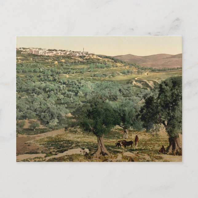 Altes Foto der Samaria, im heiligen Land Postkarte (Vorderseite)