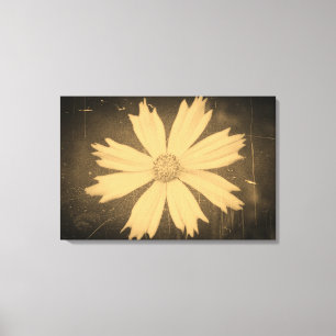 Altes Foto Gelber Kosmos Blume Nah-up Leinwanddruck