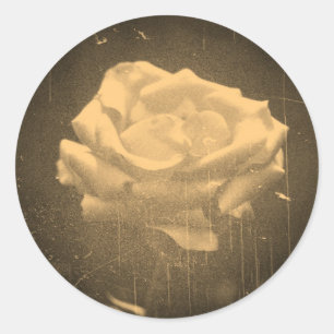 Altes Foto Schöne Rosa Rose Nah-up Runder Aufkleber