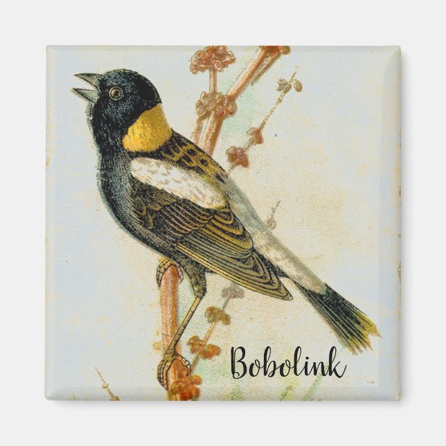 Altes handgezeichnet Bobolink Bird Magnet (Vorne)