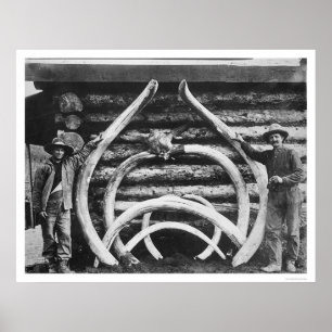 Altes Mastodon entbeint Alaska 1908 Poster