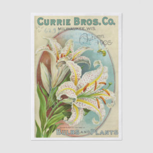 Altes Samenkatalog Currie Bros, 1905 Seidenpapier