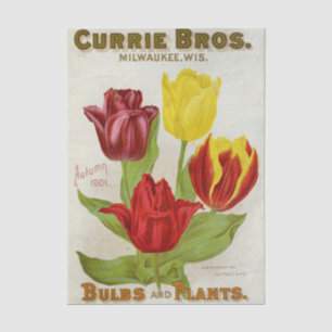 Altes Sämereien-Katalog Currie Bros, Herbst 1901 Seidenpapier