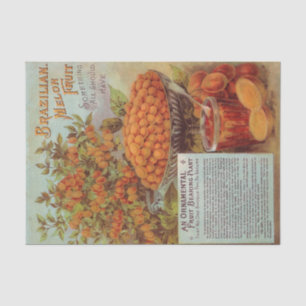 Altes Sämereienkatalog Brasilianische Melonenfruch Seidenpapier
