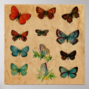 Altes Schmetterling Antiquitäten Sammlung Poster