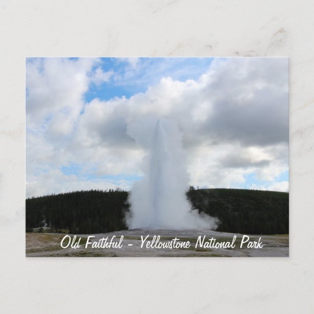 Altes treues Foto bei Yellowstone Postkarte (Vorderseite)