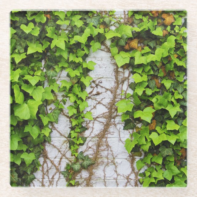 Altes und neues Wachstum Glasuntersetzer (Vorderseite)