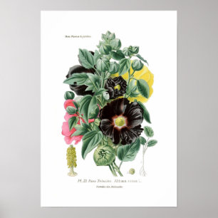 Althaea rosea (Hollyhock) Poster