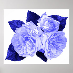 Altmodische Rosen Poster